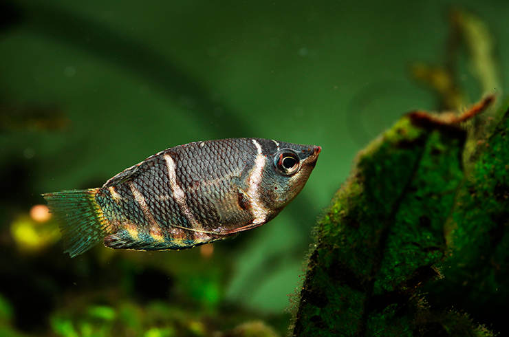 Качественные сухие корма обеспечат здоровый рост шоколадных гурами