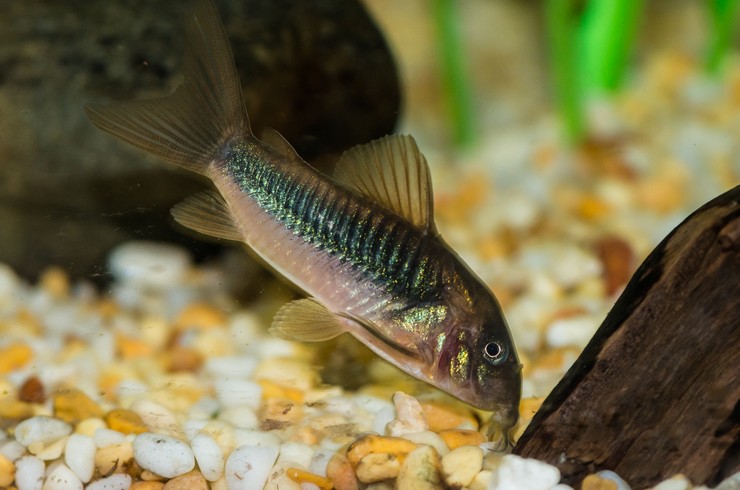 Коридорас золотистый