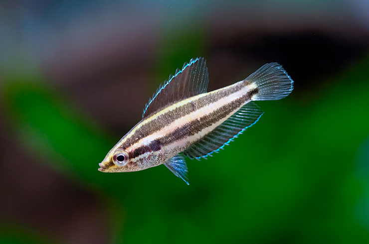 Окраска у лакричных гурами очень красивая