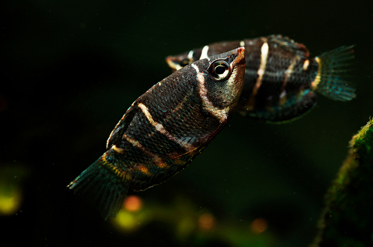 Пара шоколадных гурами может принести вам потомство