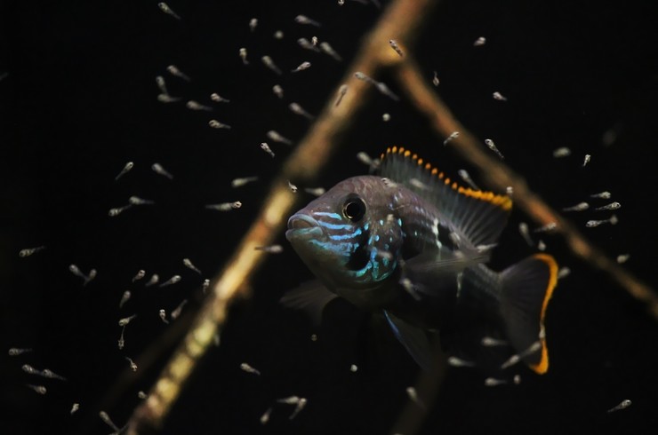 Самка бирюзовой акары с мальками