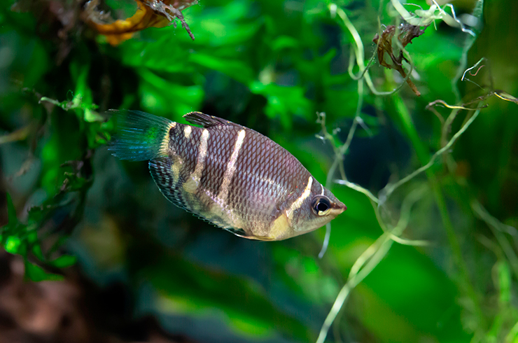 Шоколадных гурами следует содержать только с мелкими спокойными видами рыб