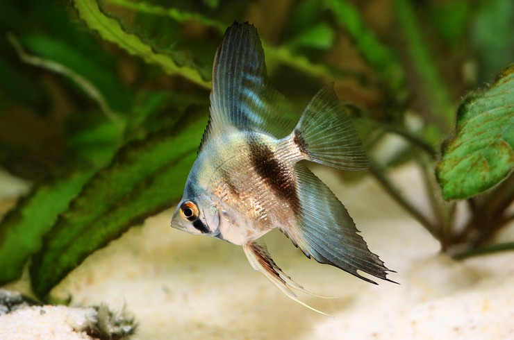 Скалярия голубая