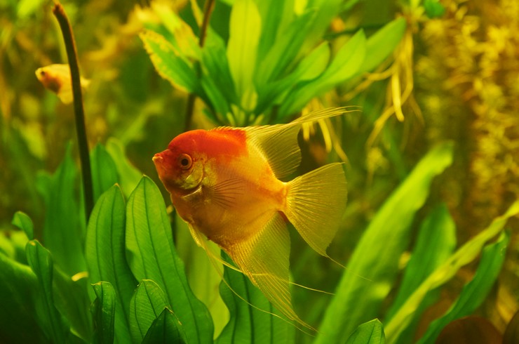 Скалярия красная