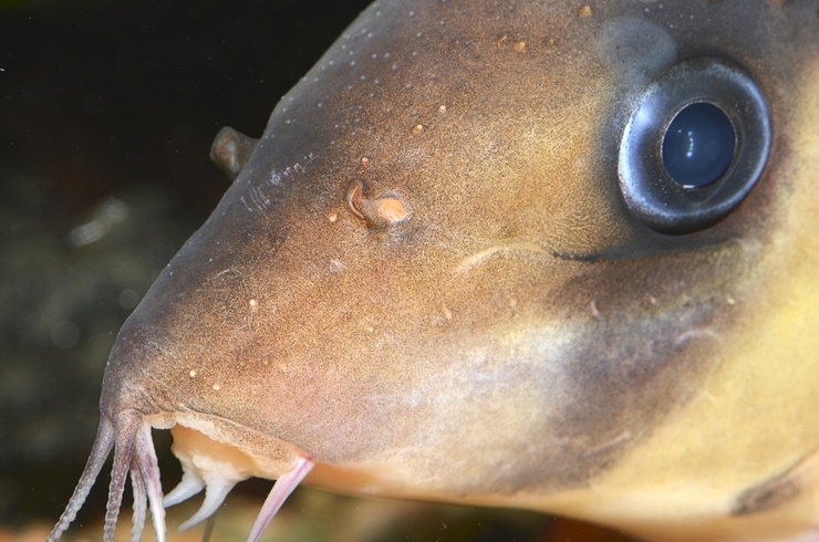 Усики вокруг рта у Chromobotia macracanthus