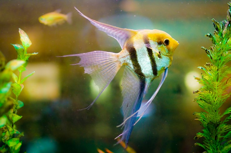 Вуалевая скалярия