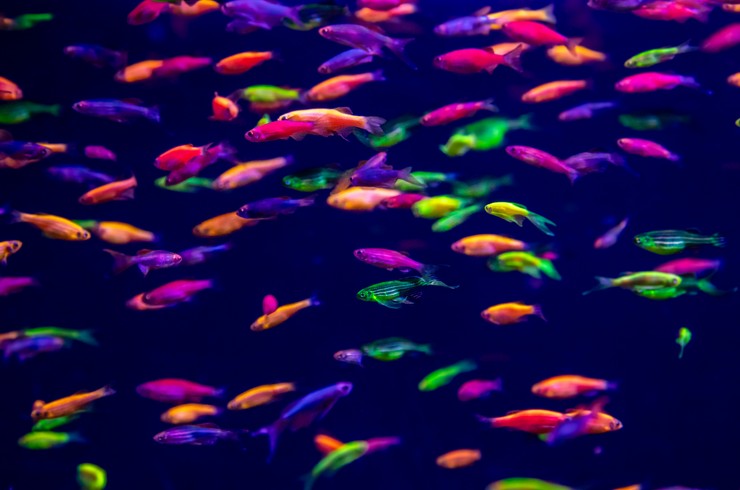 GloFish данио-рерио