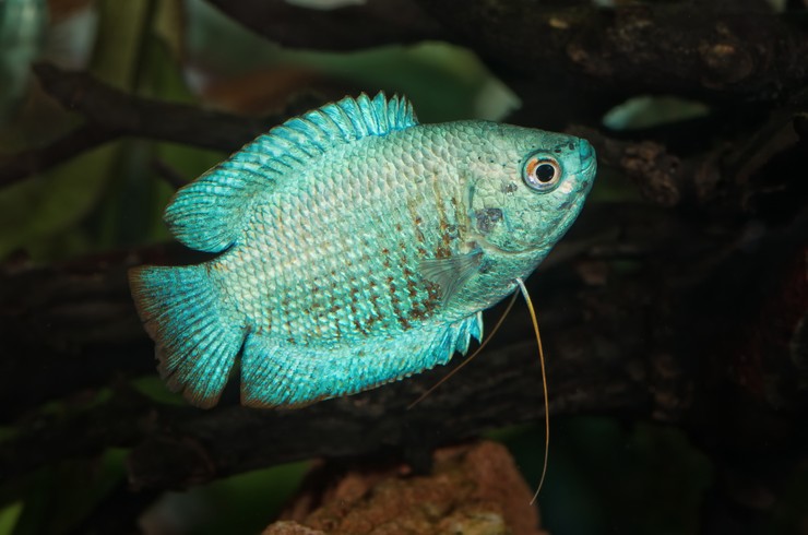 Голубая вариация лялиуса