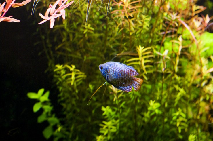 Лялиусы предпочитают густые заросли растений