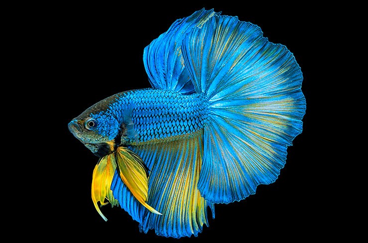 Петушок полумесяц, или Хафмун (Halfmoon Betta)