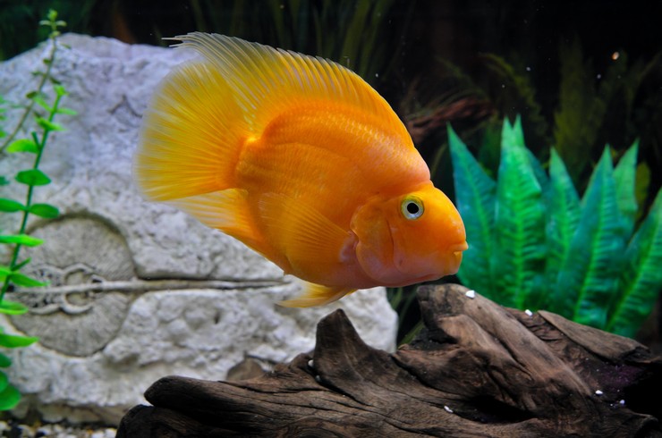 Яркая рыбка из цветной бумаги