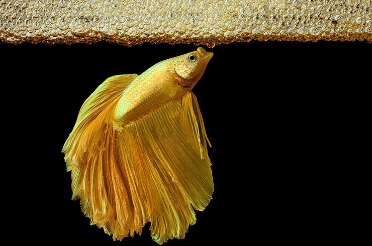 Самец Betta splendens строит гнездо из пузырьков