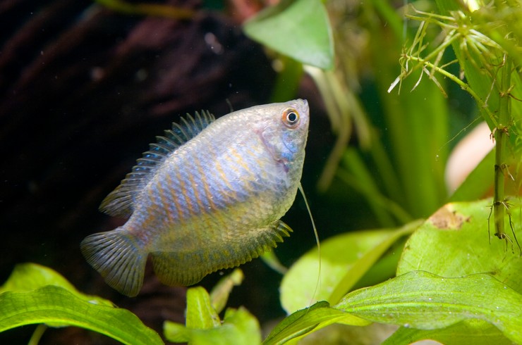 Самка лялиуса