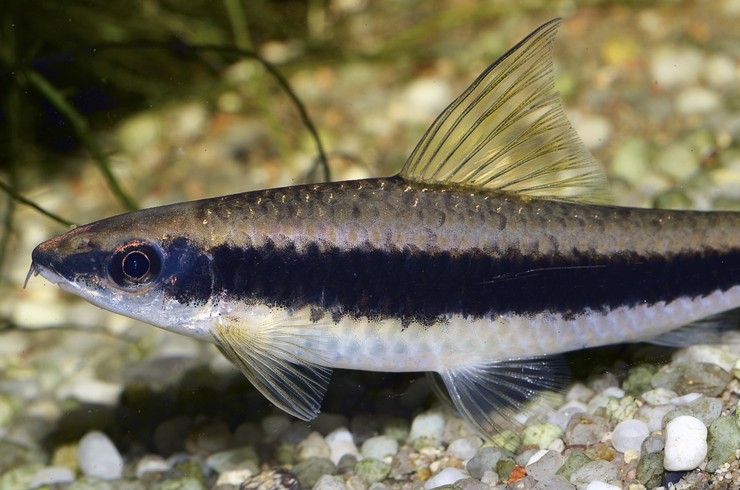 Сиамские водорослееды при отдыхе опираются на грунт и растения брюшными плавниками