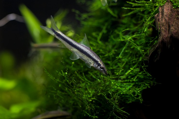 Сиамские водорослееды проявляют гастрономический интерес ко мхам