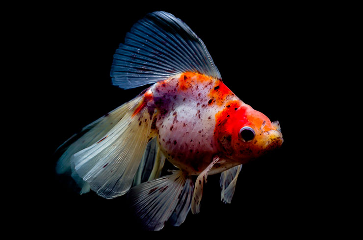 Ситцевый вуалехвост