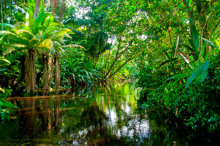 Скалярий можно встретить в небольших притоках Амазонки, протекающих под сводом тропических джунглей