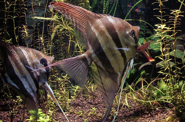 Скалярия альтум