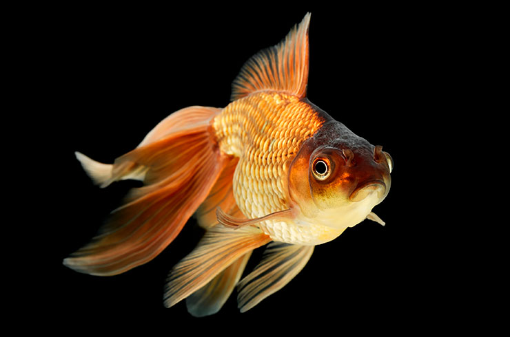 Вуалехвост темно-золотистой окраса