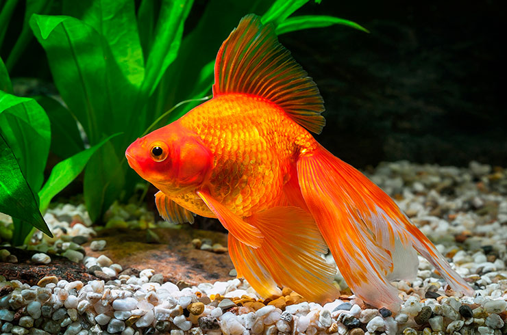 Вуалехвост в аквариуме