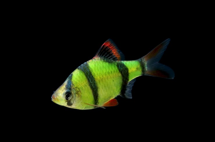 https://blog.tetra.net/ru/ru/wp-content/uploads/2019/01/barbus-glofish.jpg