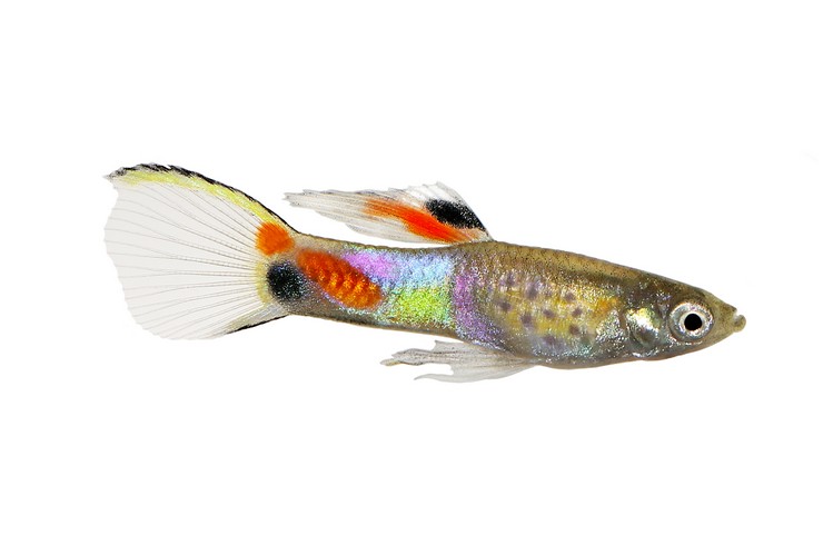 Guppy Endler. Vzhled