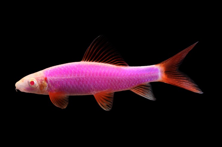 https://blog.tetra.net/ru/ru/wp-content/uploads/2019/01/labeo-glofish.jpg