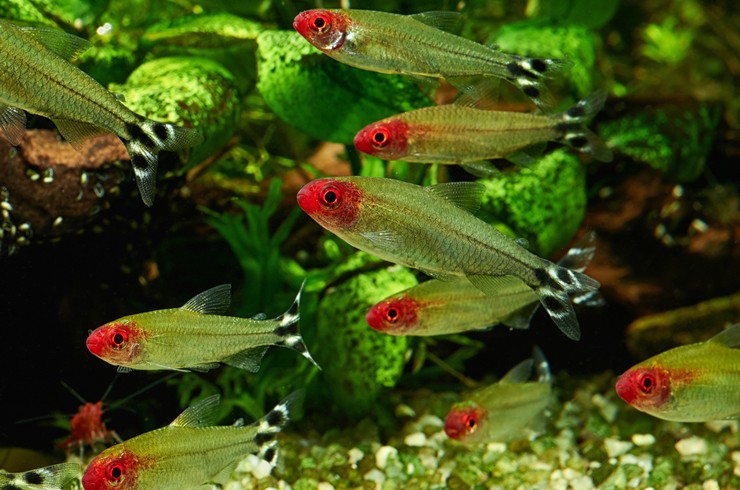 Родостомусов необходимо содержать стайками