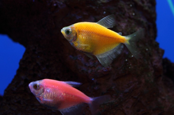 https://blog.tetra.net/ru/ru/wp-content/uploads/2019/01/ternecii-glofish-raznyh-okrasov.jpg