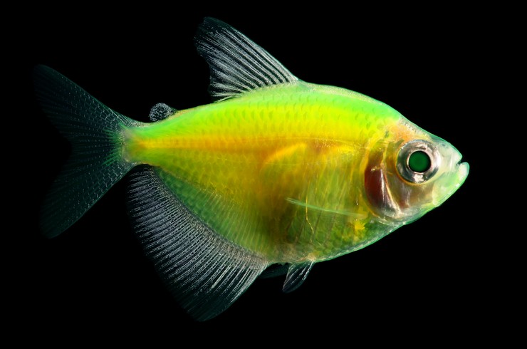 От чего зависит окраска трансгенных (Гло-фиш) аквариумных рыб?