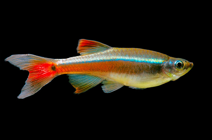 Кардинал: виды, уход, содержание, размножение, совместимость, корм ...