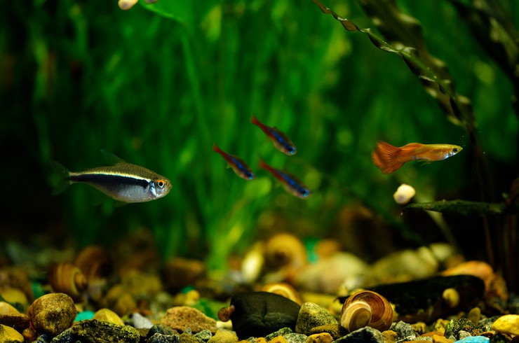 Неон черный в общем аквариуме