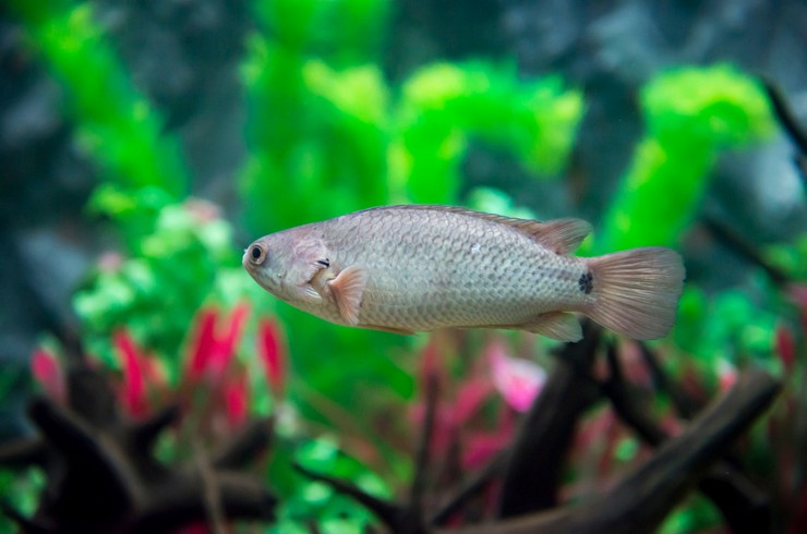 Анабас, или рыба-ползун, в аквариуме