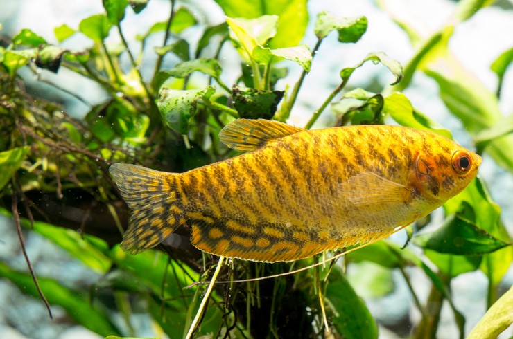 Для гурами золотого необходим аквариум с живыми растениями
