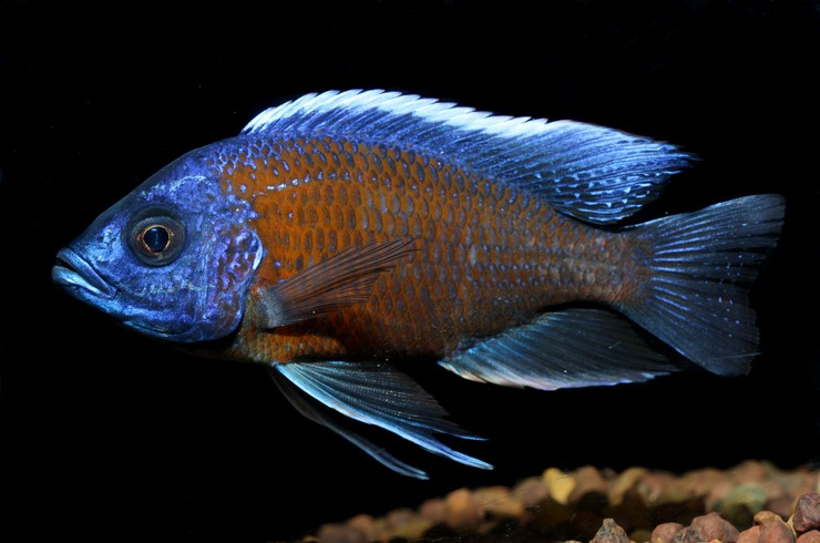Хаплохромис (копадихромис) каданго