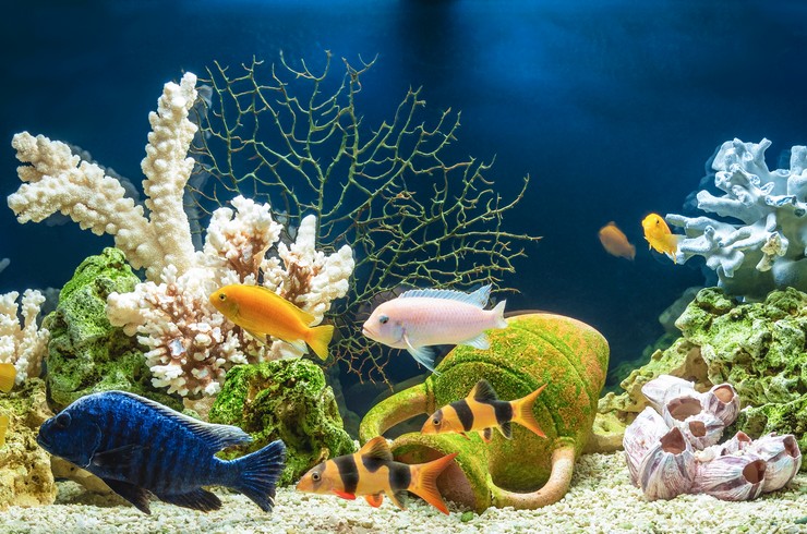 Хаплохромис в общем аквариуме