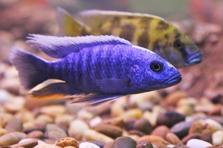 Хаплохромис васильковый