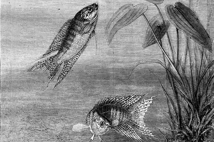 Изображение макроподов, 1870 год