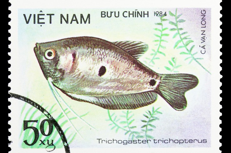 Вьетнамская марка с изображением голубого гурами