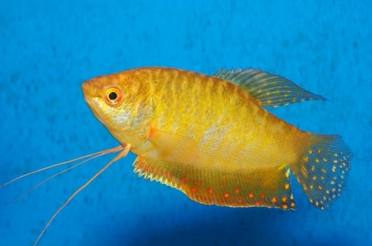 Видоизмененные в нити грудные плавники – орган осязания