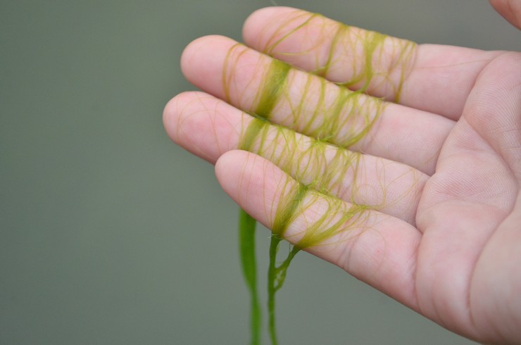 Зеленые нити водорослей из рода Кладофора необходимо убирать вручную