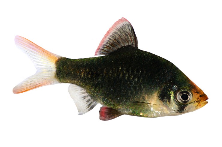 Барбус мутант. Внешний вид