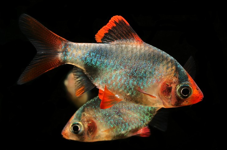 Самец и самка барбуса мутанта