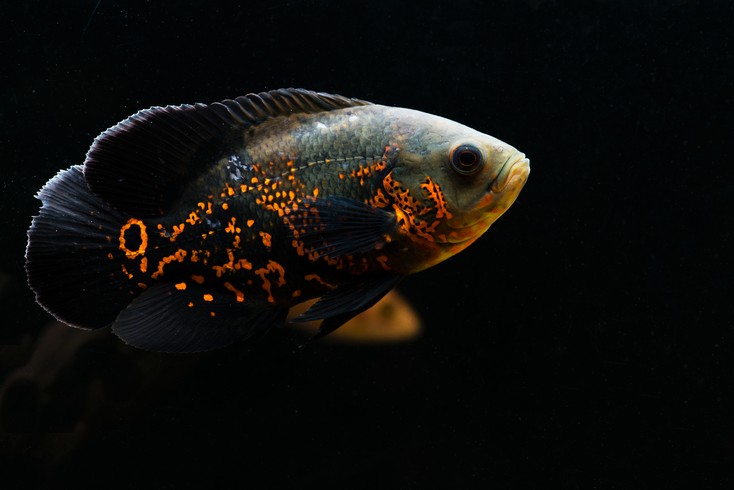 Топ 10 самых больших аквариумных рыбок с названиями и фото