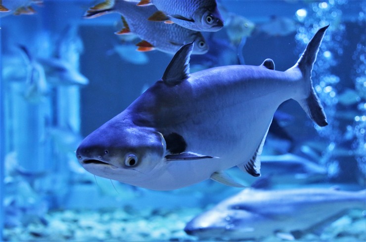 Пангасиус – пресноводная рыбка, напоминающая акулу