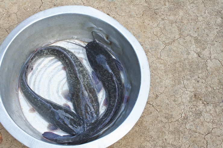 Клариусы – важный объект рыболовного промысла