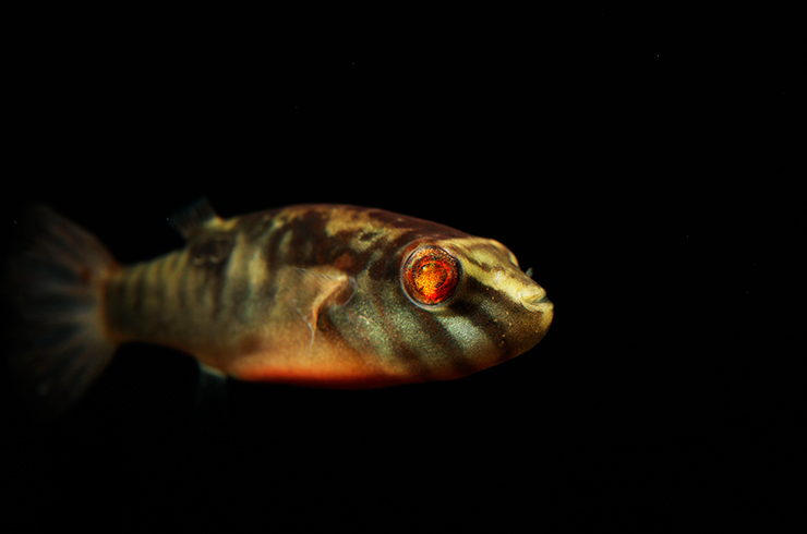 Красные глаза на теле тетраодона выглядят очень контрастно