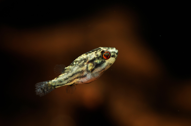 Полосатые красноглазые тетраодоны требуют просторного аквариума с большим количеством укрытий