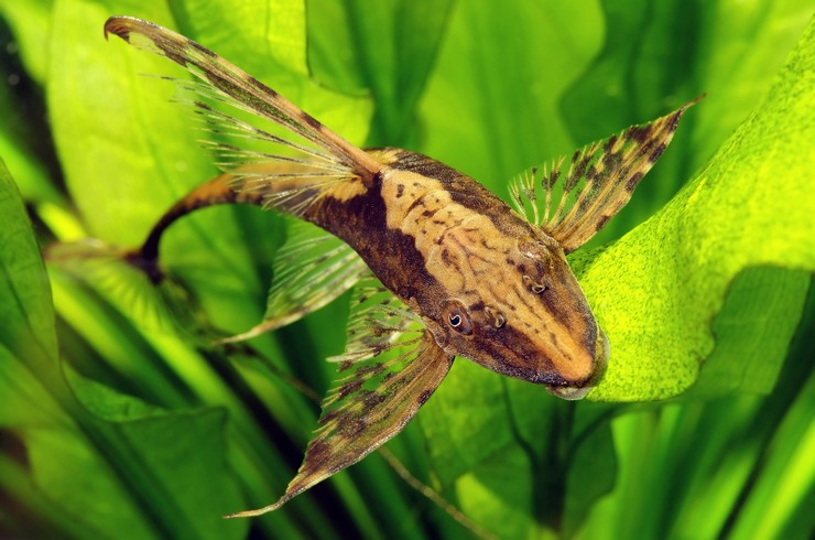 Стурисома панамская – крупная, но миролюбивая рыбка