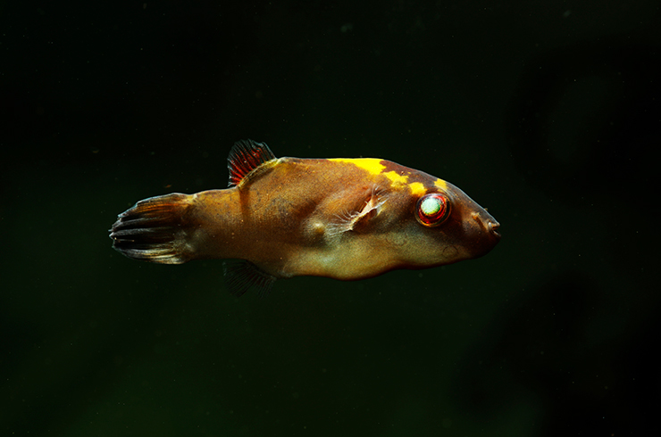 Тетраодон борнейский